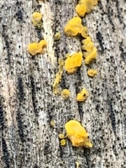Dacrymyces capitatus