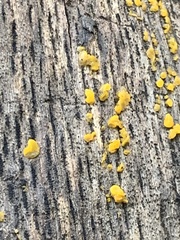 Dacrymyces capitatus