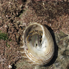 Pagurus novizealandiae