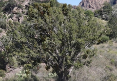 Juniperus monosperma