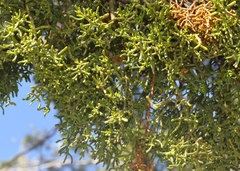 Phoradendron hawksworthii