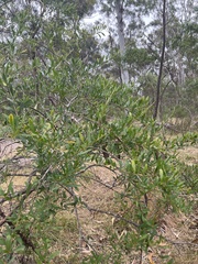 Prostanthera lasianthos