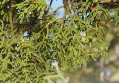 Phoradendron hawksworthii