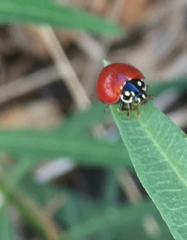 Cycloneda sanguinea