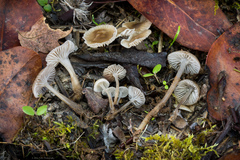 Porotheleaceae