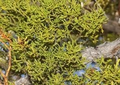 Phoradendron hawksworthii