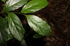 Alangium polyosmoides tomentosum