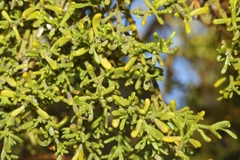 Phoradendron hawksworthii