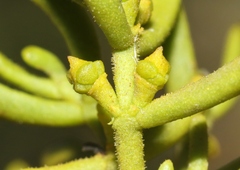 Phoradendron hawksworthii