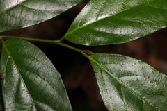 Alangium polyosmoides tomentosum