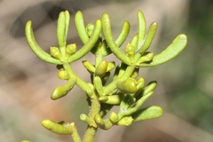 Phoradendron hawksworthii
