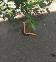 Heraclides andraemon