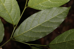 Alangium polyosmoides tomentosum