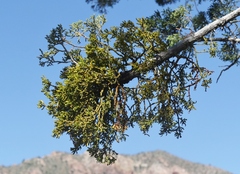 Phoradendron hawksworthii