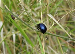 Leptinotarsa haldemani