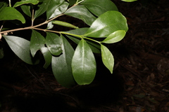Cyclophyllum longipetalum