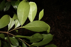Cyclophyllum longipetalum