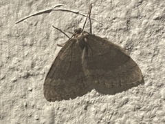 Operophtera