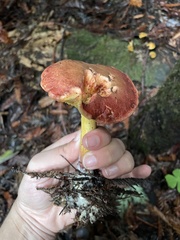 Xerocomellus dryophilus