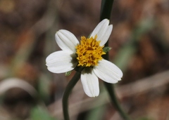 Bidens bigelovii