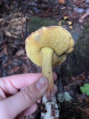 Xerocomellus dryophilus