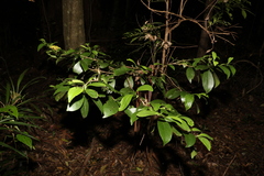 Cyclophyllum longipetalum