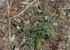 Bidens bigelovii