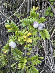 Osteomeles anthyllidifolia