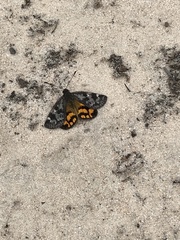 Synemon parthenoides