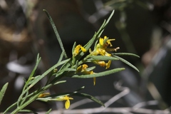 Gutierrezia microcephala