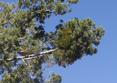 Juniperus monosperma