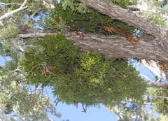 Juniperus monosperma