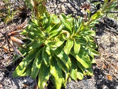 Berkheya herbacea