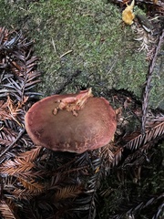 Xerocomellus dryophilus