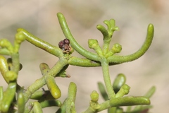 Phoradendron hawksworthii