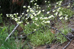 Saxifraga aspera