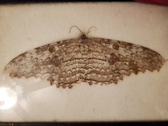 Thysania agrippina