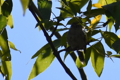 Thryomanes bewickii