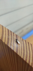 Aculeata
