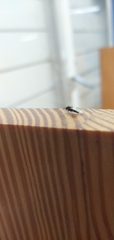 Aculeata