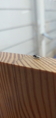 Aculeata