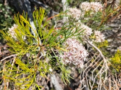 Serruria rubricaulis