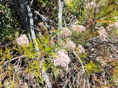 Serruria rubricaulis