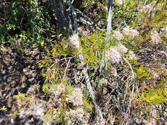 Serruria rubricaulis