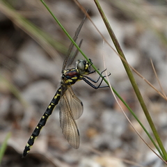 Eusynthemis brevistyla