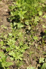 Androsace filiformis