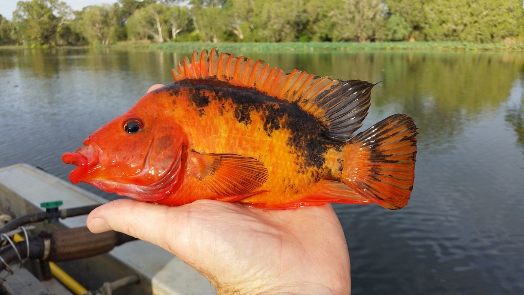 Red devil cichlid (Amphilophus labiatus) — Cichlidae