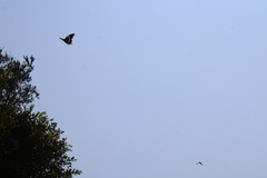 Papilio garamas garamas