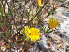 Lampranthus bicolor