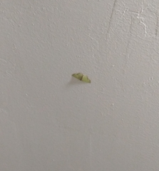 Ascia monuste monuste